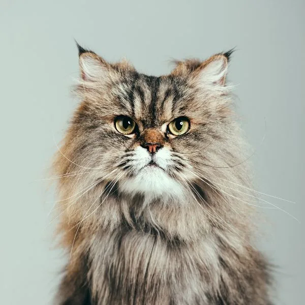 Cat drinking water